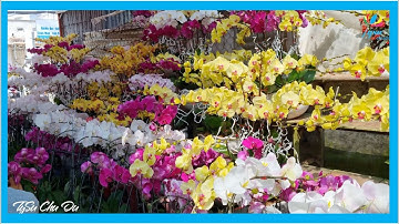 Dạo quanh đường phố Phan Thiết những ngày gần Tết Quý Mão năm 2023