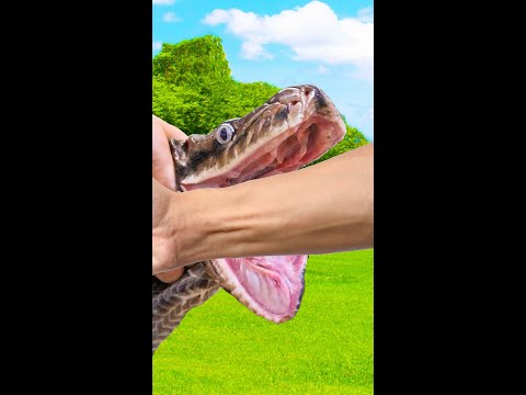 Video: Bijten slangen met hun staart?