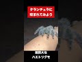 実践!タランチュラに咬まれるとどうなるの?