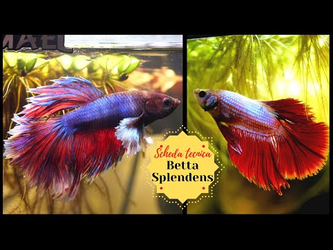 Video: Elenco dei rifornimenti di pesce Betta