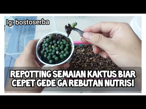 Video: Bagaimana Cara Memindahkan Kaktus Dengan Betul? Memindahkan Bunga Ke Dalam Periuk Lain Setelah Membelinya Di Rumah. Adakah Mungkin Untuk Memindahkan Tunas Kaktus Pada Musim Sejuk?