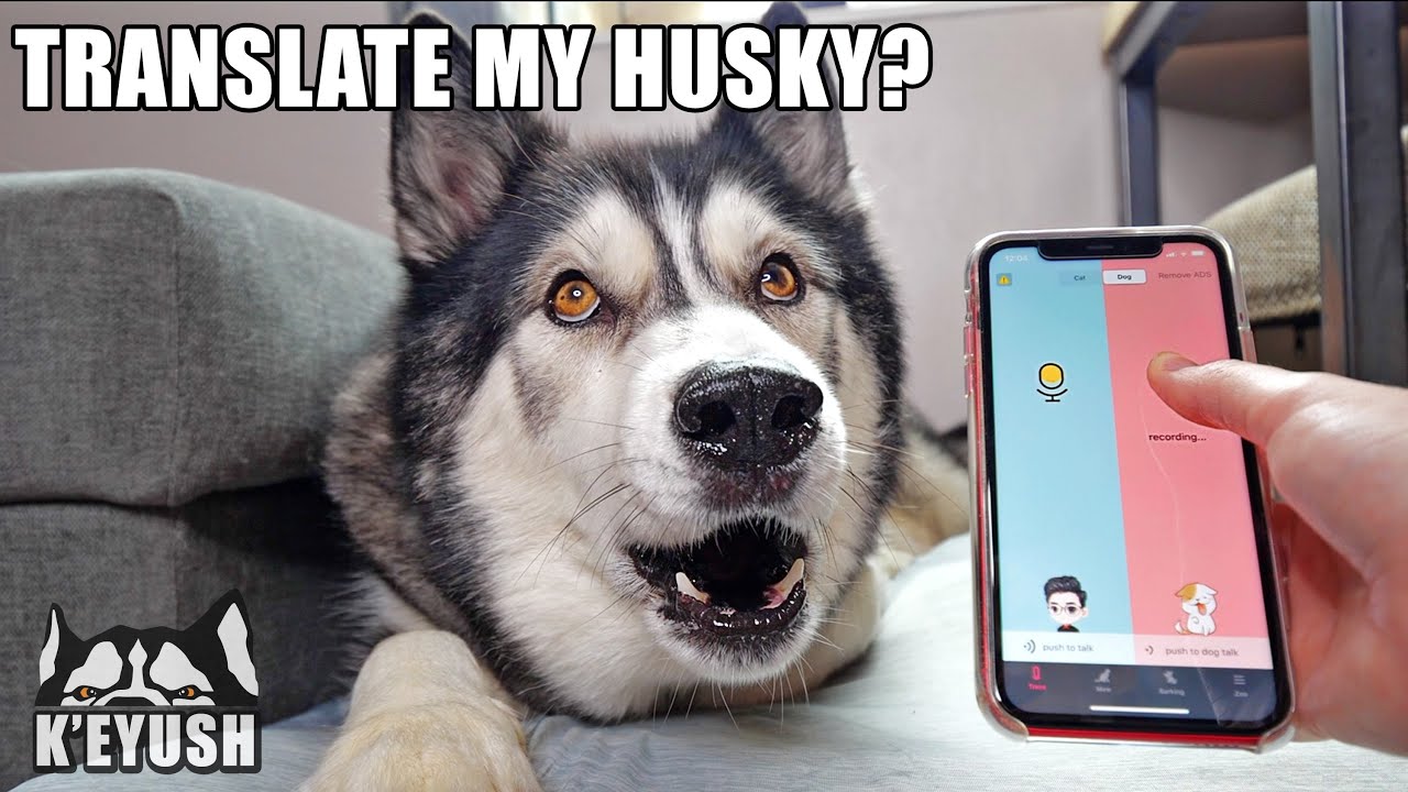 A Phone App Translates My Husky Speaking Testing Dog Translators 