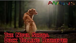 Animals video |  Nova Scotia Duck Tolling Retriever
