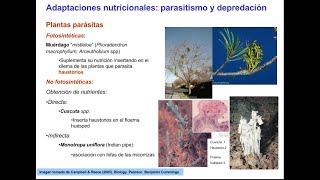 Vías complementarias de absorción y transporte de nutrientes