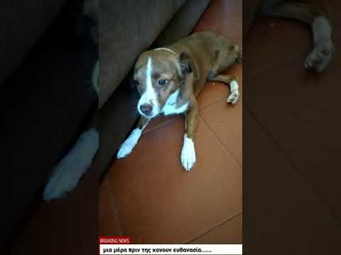 Βίντεο: Πώς να παρακινήσετε το σκυλί σας
