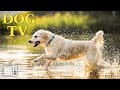 Dog tv best entertainment help dog fun  happy home alone  the ultimate dog music collection