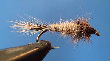 Red Fox Squirrel Nymph