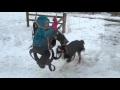 Sledding the miniluge and a humping dog