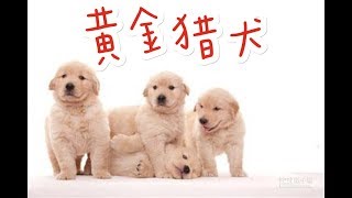 狗狗特辑 EP 8 黄金猎犬 Golden Retriever 【无自我保护能力的狗】｜【智商排名第四】｜【最爱取悦主人】｜在它心里你最大❤️