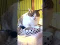 ついに保護猫から信頼される母さん#保護猫ミラちゃん#外猫しまちゃん#保護猫#元野良猫#猫のいる暮らし