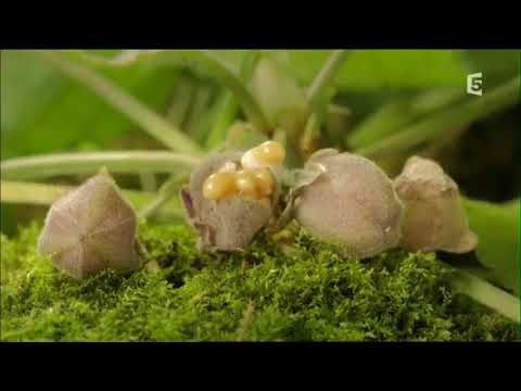 Vídeo: Reprodução De Plantas De Interior