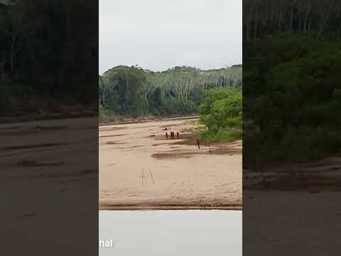 Rare video of