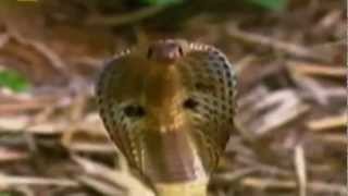 KAMEL BADAWI - SNAKES NAME - 219 - كامل بدوي - اسماء الثعابين