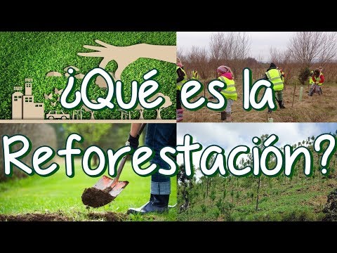 Vídeo: Diferencia Entre Forestación Y Reforestación