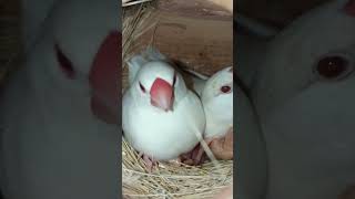 Albino Red eyes java feeding chicks new born babies #shorts