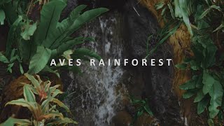 Aves Rainforest  - Mega Aviary Cinematic Beautyshoot