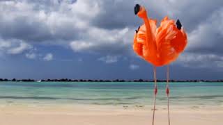 Aruba One Happy Island. Let&#39;s Go Travel