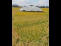 подсолнух семечки shorts