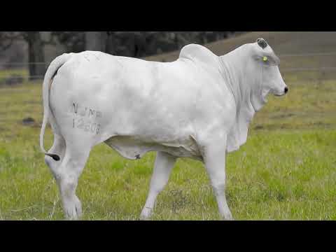 LOTE 26 NJPM 12606
