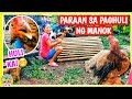 Mabilis na Paraan sa Paghuli ng Manok / Probinsya Style / Pinay sisters tv/ Boholana Vlogger