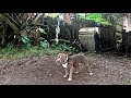 Badd Rap Kennels: Get Ripped program!!! | Command Control