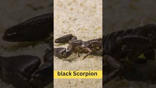 Black Scorpion  Powerful  Tail  Facts #video