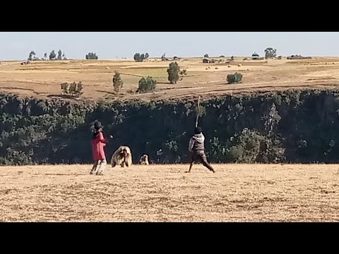 Tapha Ijoollee Fi Biiree Gabaabaa Children With Baboon Short Comedy