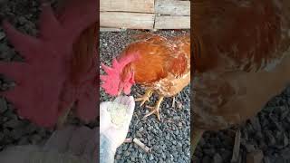 Frango Pesadão Vermelho 8 Meses.