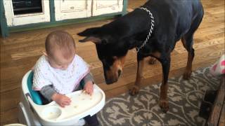 Baby Teases Doberman