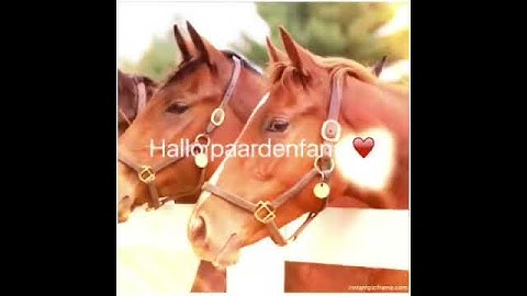 Nieuwe intro❤️