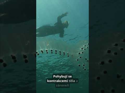 Nejzvláštnější zvířata vol. 13 - Salpy #youtubeshorts #shorts #short #onlineucitel