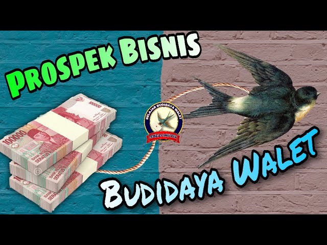 Prospek Bisnis Budidaya Walet #ProspekBudidayaWalet #BisnisWalet #BisnisSarangWalet #BudidayaWalet class=