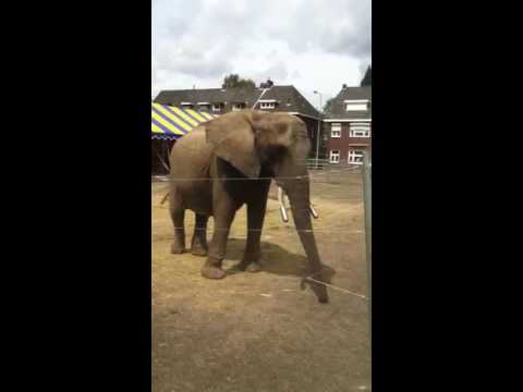 Olifant Buba - Kerkrade 21 mei 2016