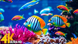 Aquarium 4K VIDEO ULTRA HD 🐠 Beautiful Coral Reef Fish - Relaxing Sleep Meditation Music #28