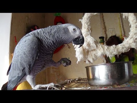 Чем кормить попугая жако в домашних условиях