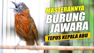 MASTERAN TEPUS KEPALA ABU GACOR