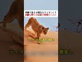 砂漠で生きる特別なライオン！？ 過酷な狩りの結末が衝撃だった！ #砂漠ライオン #ナミブ砂漠 #野生動物 #ライオン #動物ドキュメンタリー