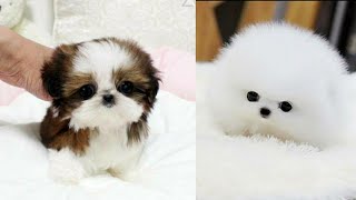 Top 5 best small dog breeds | HINDI | 2020 |