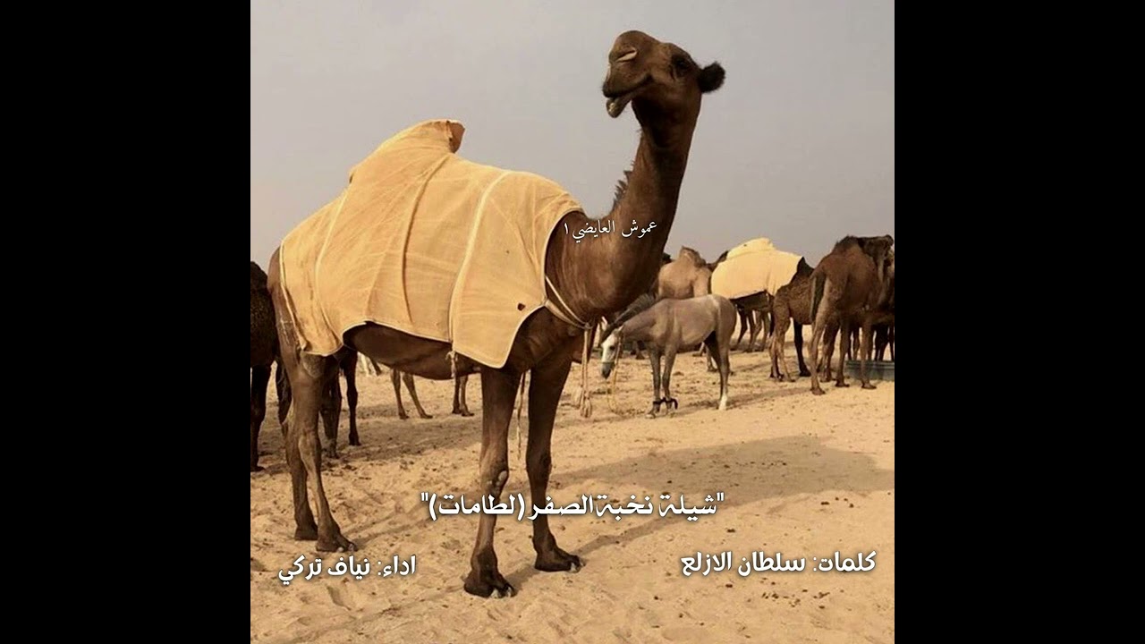 شيلة نخبة الصفر لطامات كلمات: سلطان الازلع اداء: نياف تركي