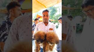Lhasa Dogs Low Price Dog Serampore Dog Market Shorts