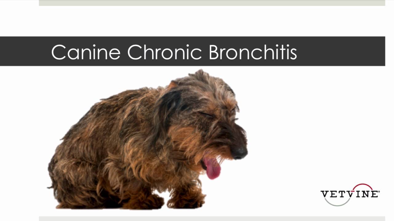 how do you know if your dog has bronchitis