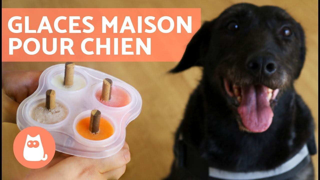Recette De Muffin Au Poulet Pour Chiens Youtube