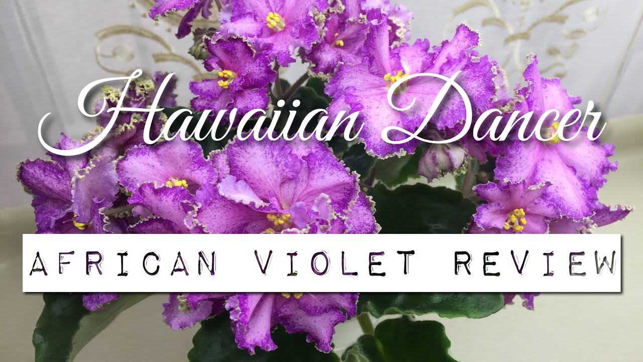 Hawaiian Dancer (P. Sorano/LLG) - African Violet Review - YouTube