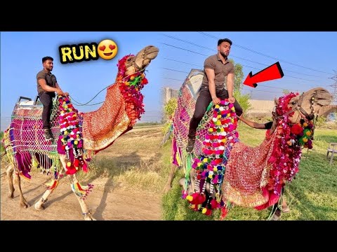 BIG CAMEL 🐫 Ko Bhaga Diya Aaj 😨Apni New Camel Ko Bhi Aise Hi Chalaye ? 