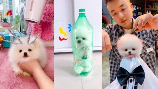 Funny and Cute Dog Pomeranian 😍🐶| Funny Puppy Videos #369 by Pets Mini 5,046 views 9 months ago 8 minutes, 26 seconds