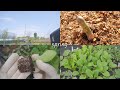 봄 열무수확 그리고 아스파라거스, 미니단호박, 청경채, 양상추 심기ㅣradishes, mini pumpkins, asparagus, bok choy, head lettuce