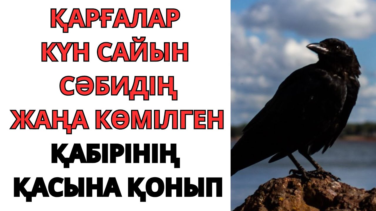 ҚАРҒАЛАР КҮН САЙЫН СӘБИДІҢ ЖАҢА КӨМІЛГЕН ҚАБІРІНІҢ ҚАСЫНА ҚОНЫП…  Әсерлі әңгімелер