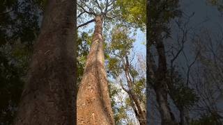 chimminy wild life sanctuary | Trekking | Forest Trekking | Jungle walk | p1