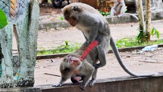 Hard Life of baby monkey that mother and Father always make love due to wanting one more baby...