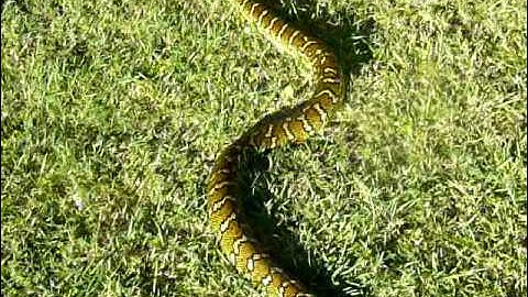 Morelia Spilota - Port Mac Carpet Python